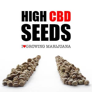 High CBD Seeds